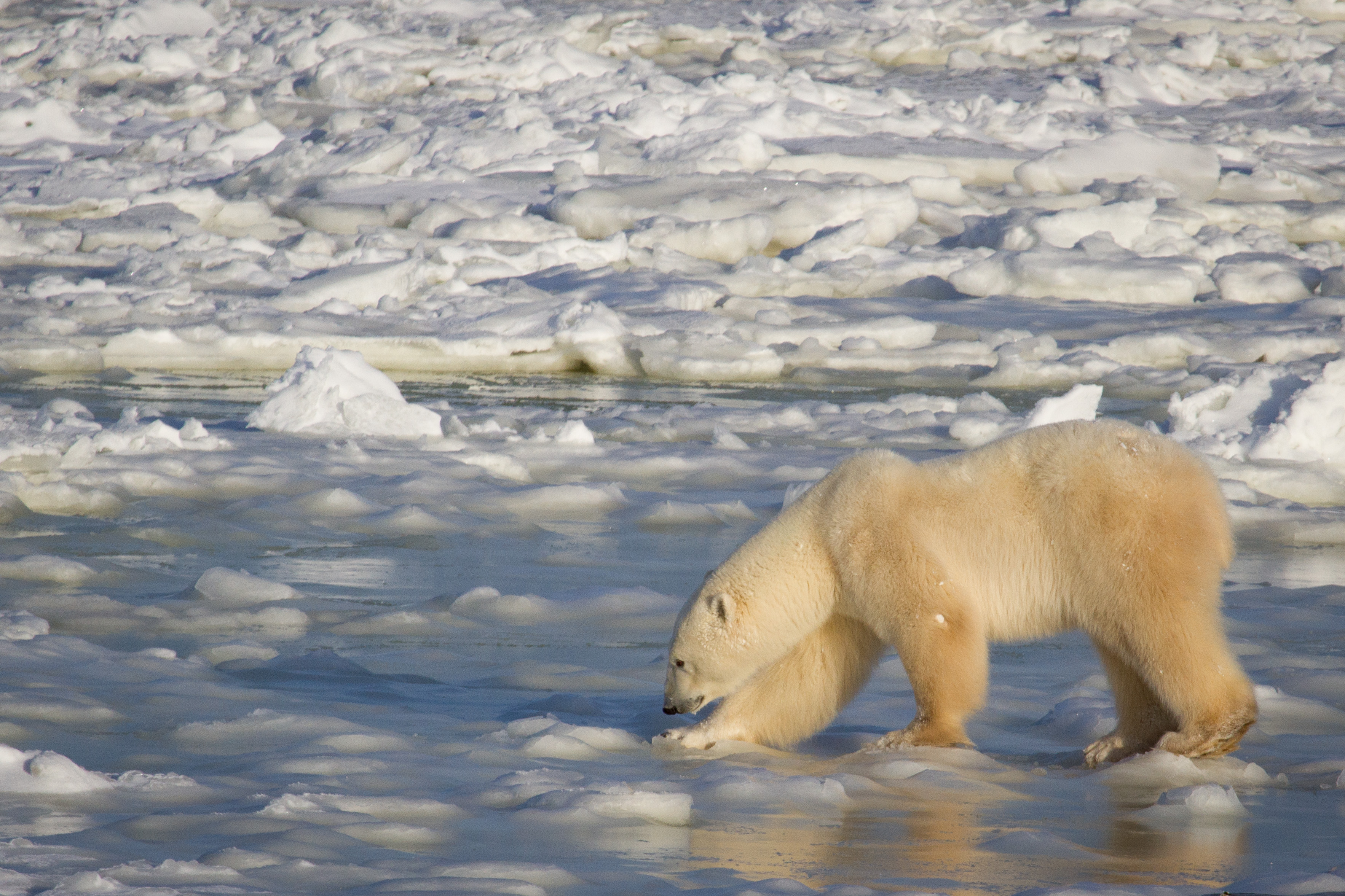 Polar Bears Affected by Climate Change Defenders of Wildlife